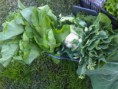 /album/galeria-de-fotos-galeria-fotos1/cabaz-horticolas-8-jpg/